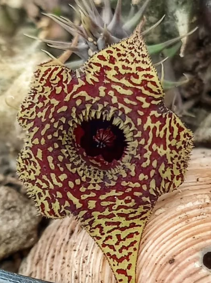 Huernia 'Pecosita' 5 Pieces Seeds