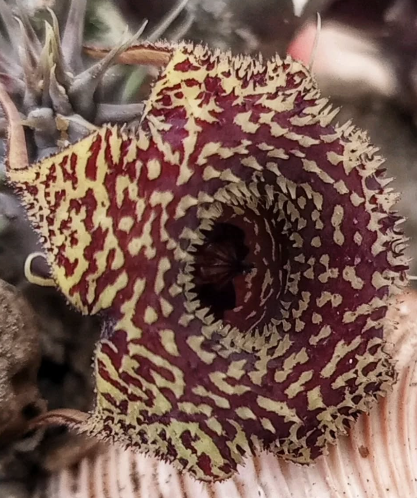 Huernia 'Pecosita' 5 Pieces Seeds
