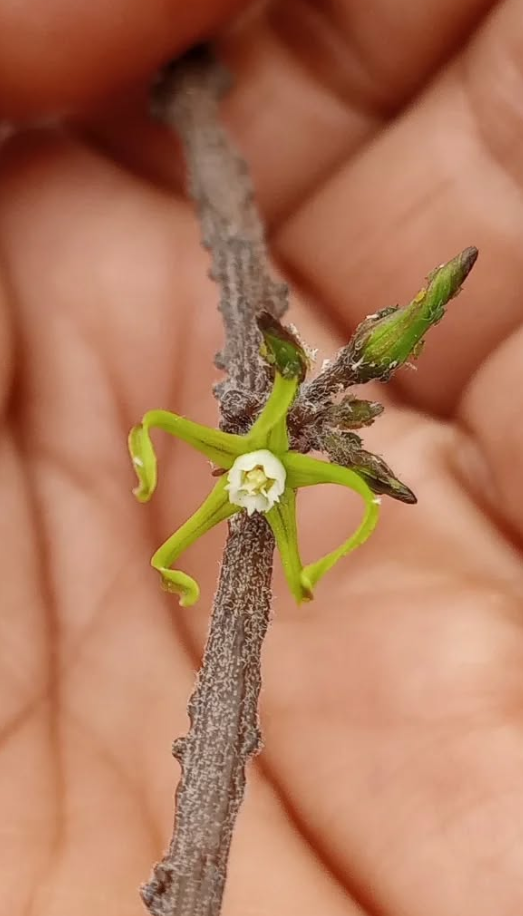 Cynanchum marnierianum 5 Pieces Seeds