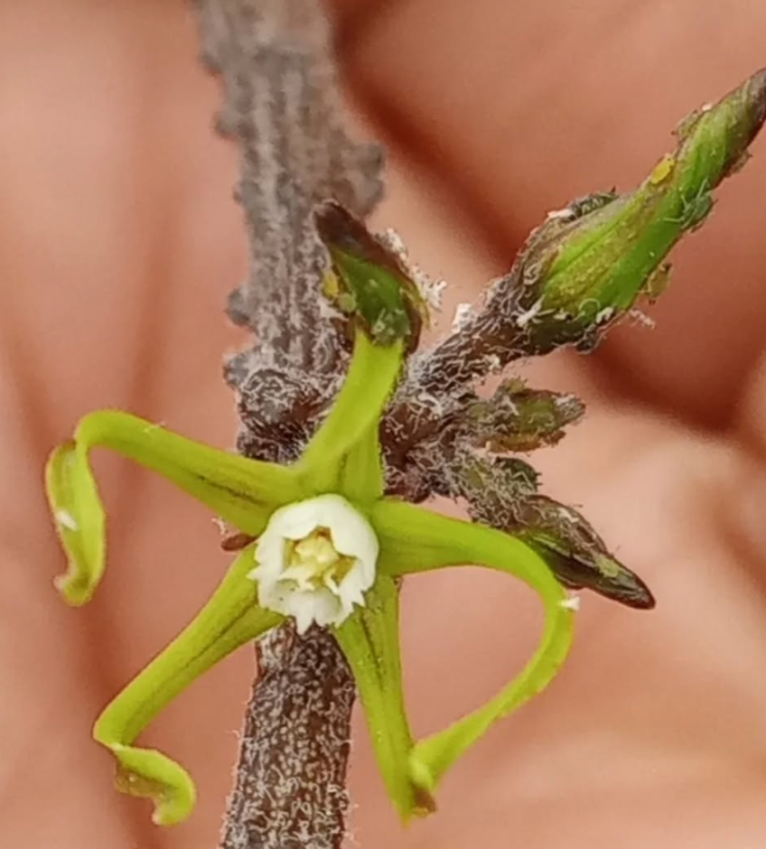 Cynanchum marnierianum 5 Pieces Seeds