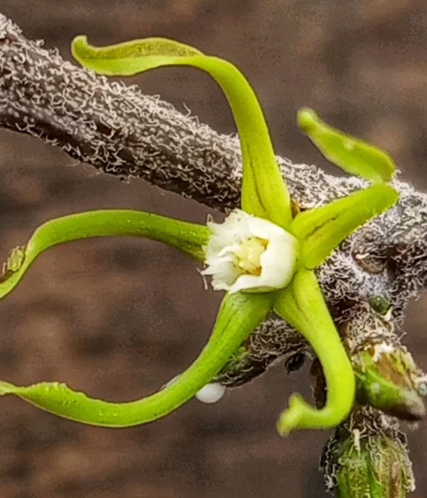 Cynanchum marnierianum 5 Pieces Seeds