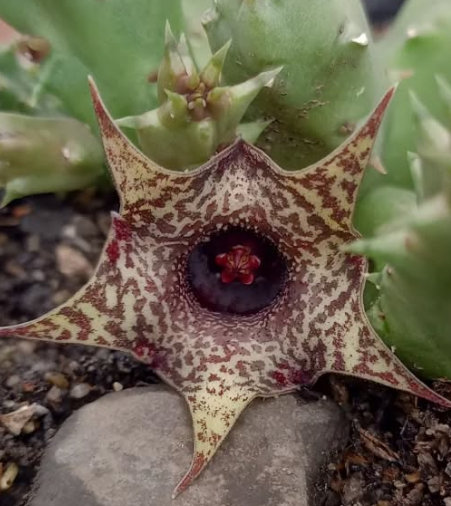 Huernia 'Wayuu' 5 Pieces Seeds