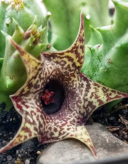 Huernia 'Wayuu' 5 Pieces Seeds