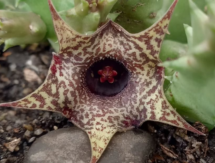Huernia 'Wayuu' 5 Pieces Seeds