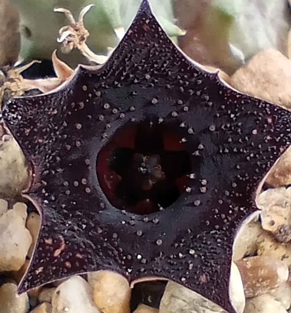 Huernia 'Cielo Estrellado' 5 Pieces Seeds