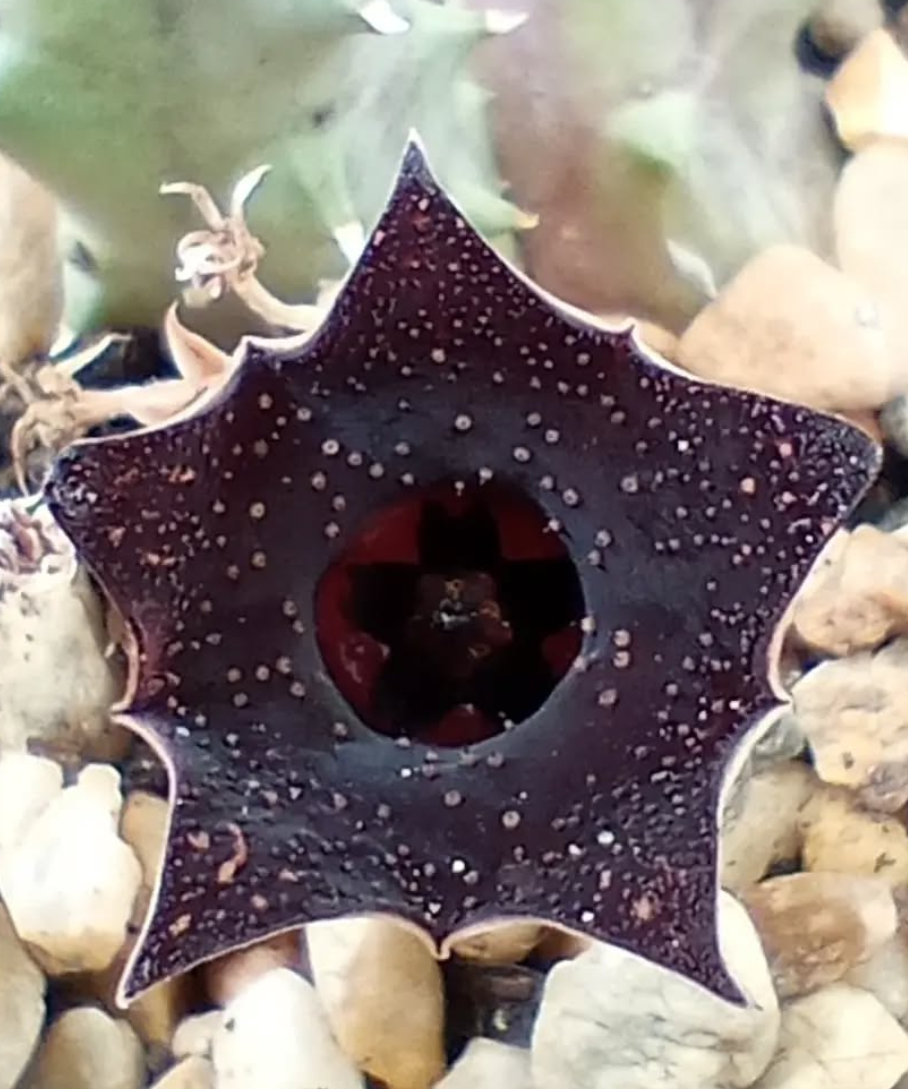 Huernia 'Cielo Estrellado' 5 Pieces Seeds
