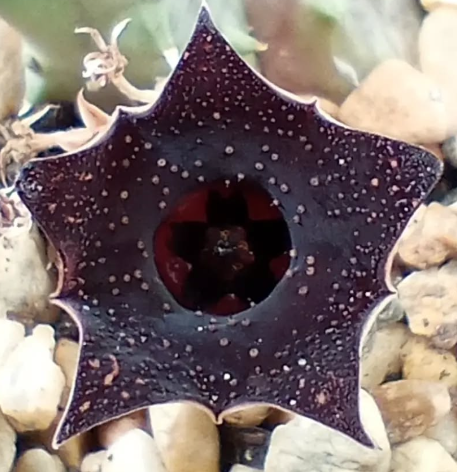 Huernia 'Cielo Estrellado' 5 Pieces Seeds