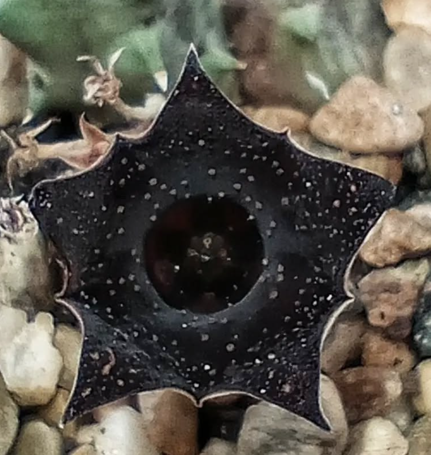 Huernia 'Cielo Estrellado' 5 Pieces Seeds