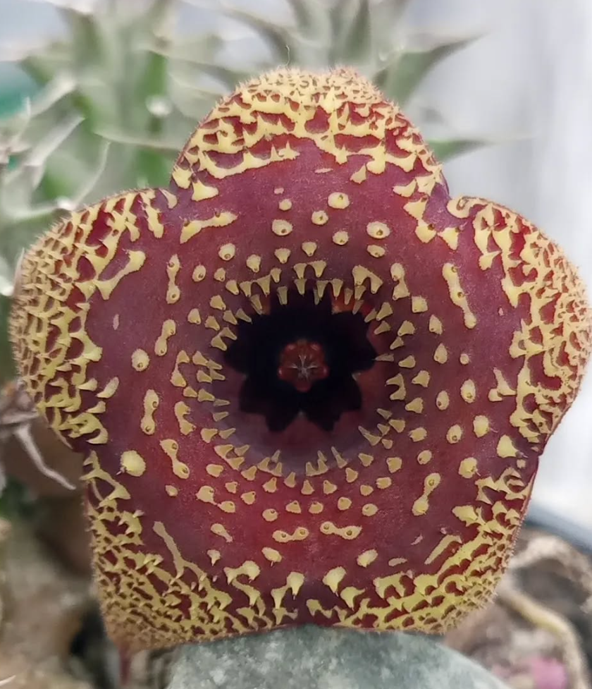 Huernia 'Vainilla & Fresas' 5 Pieces Seeds