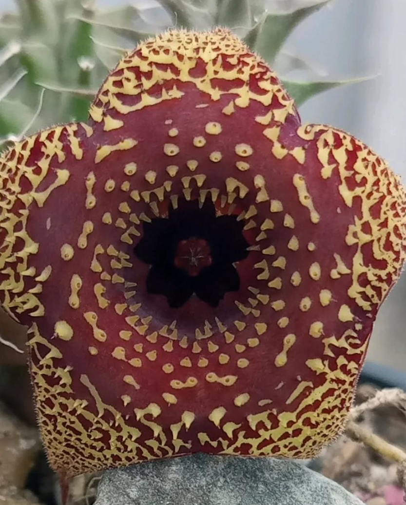 Huernia 'Vainilla & Fresas' 5 Pieces Seeds