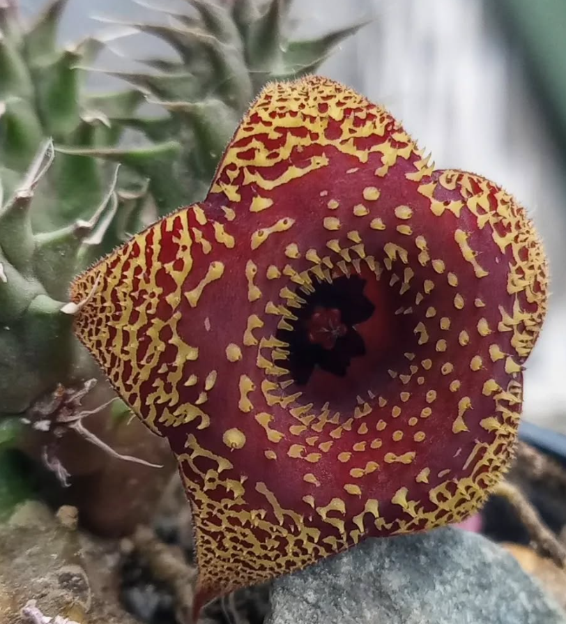 Huernia 'Vainilla & Fresas' 5 Pieces Seeds