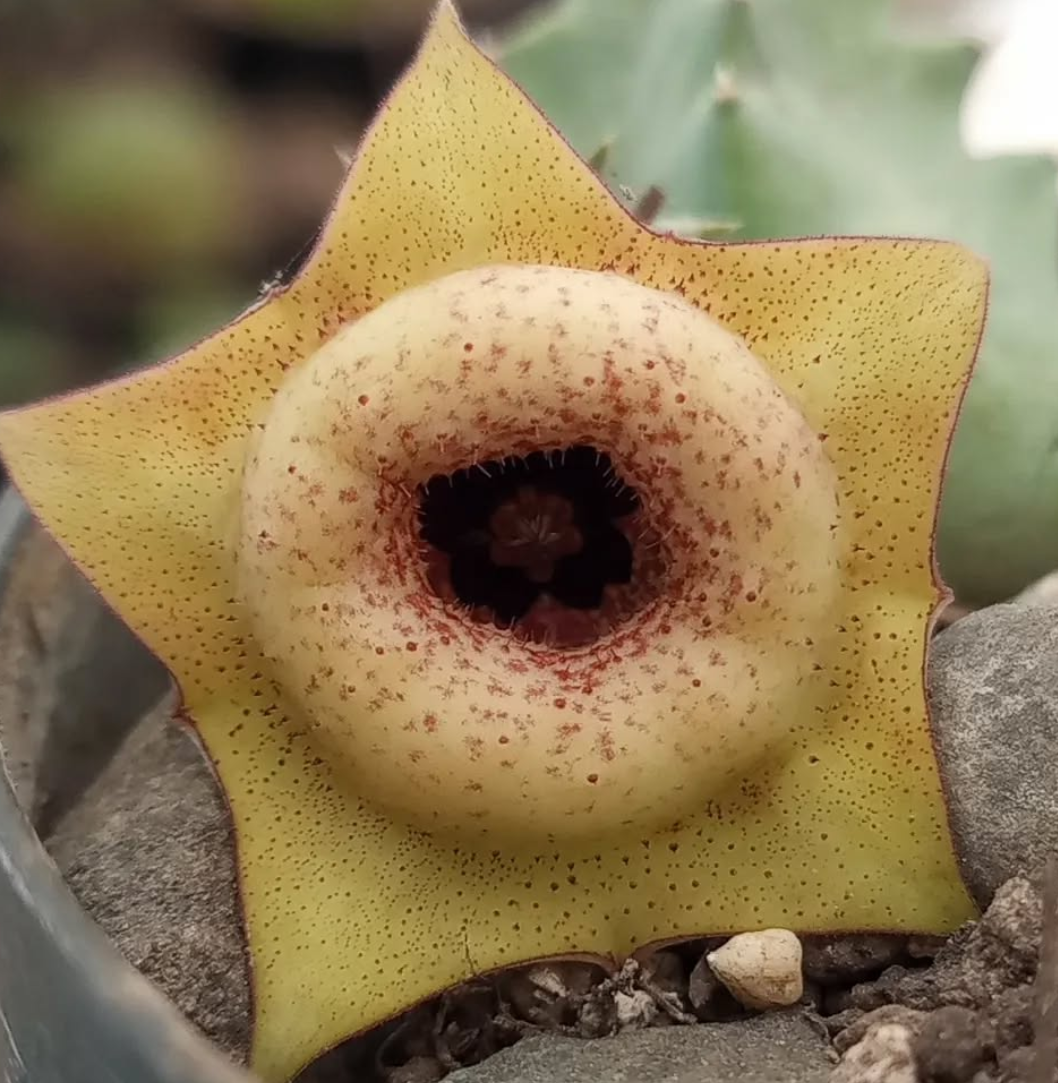 Huernia 'Tetradon' 5 Pieces Seeds