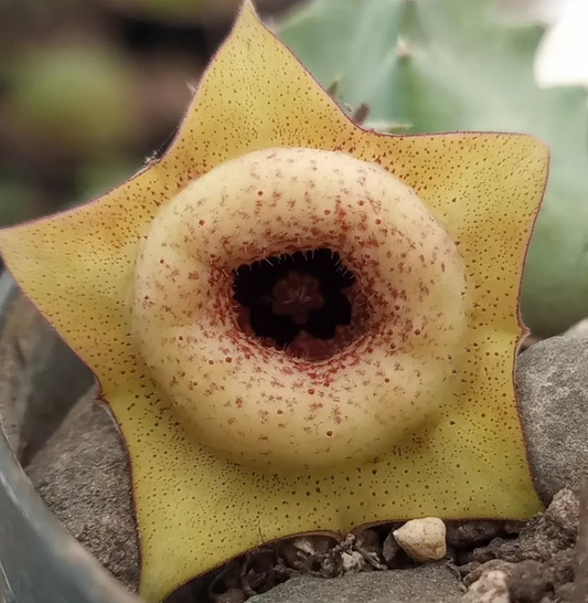 Huernia 'Tetradon' 5 Pieces Seeds