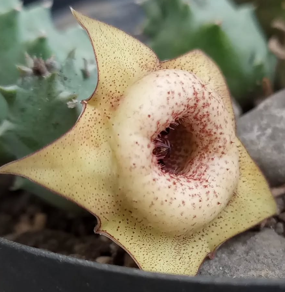 Huernia 'Tetradon' 5 Pieces Seeds