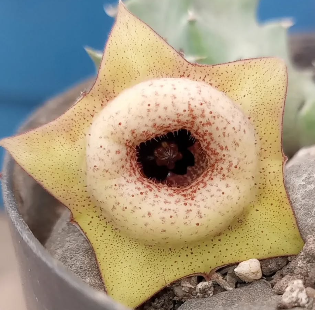 Huernia 'Tetradon' 5 Pieces Seeds