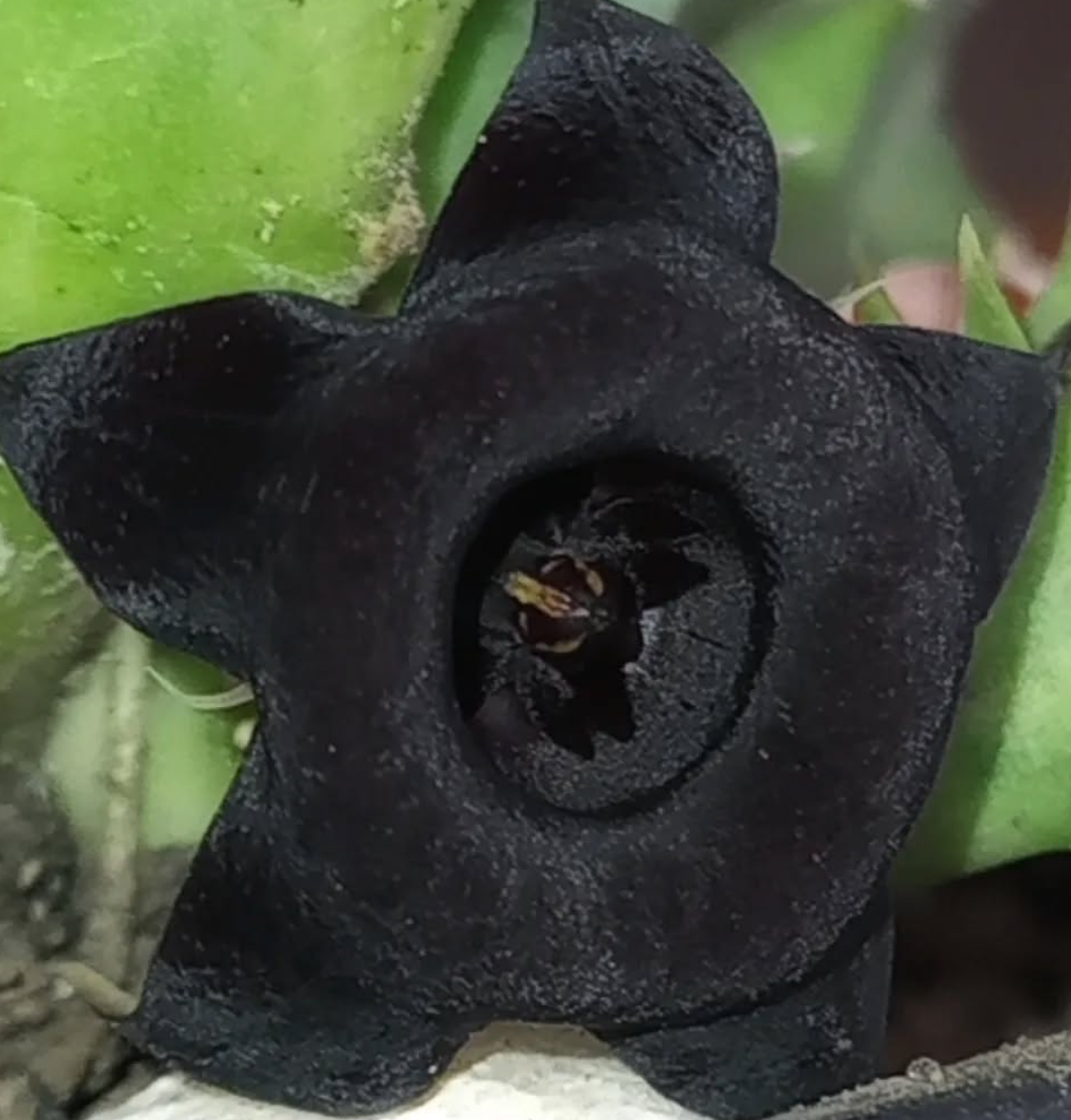 Huernia 'Blackberry' 5 Pieces Seeds