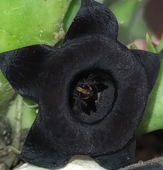 Huernia 'Blackberry' 5 Pieces Seeds