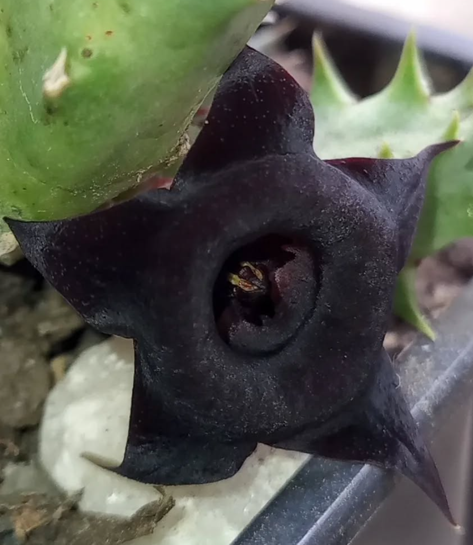 Huernia 'Blackberry' 5 Pieces Seeds
