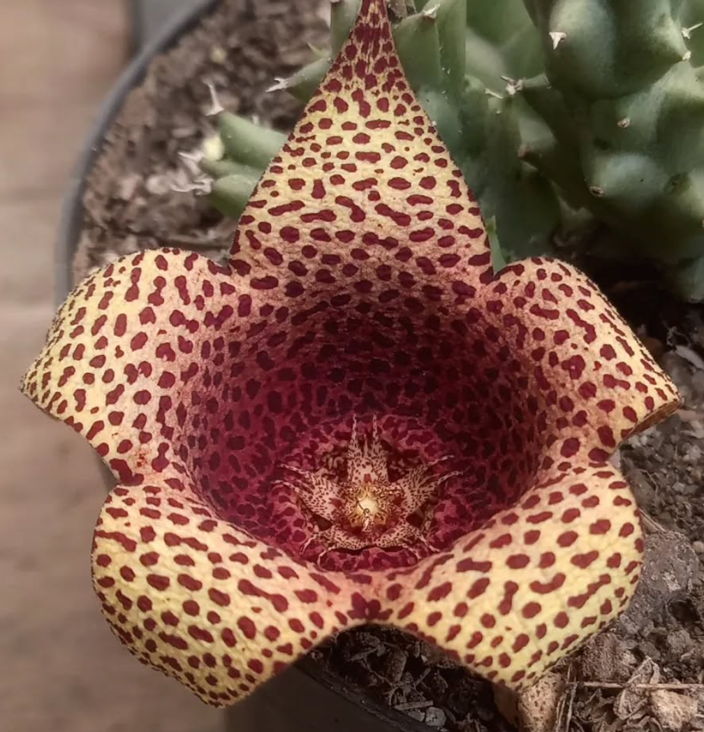 Tavarorbea 'Red Leopard' 6 Pieces Seeds
