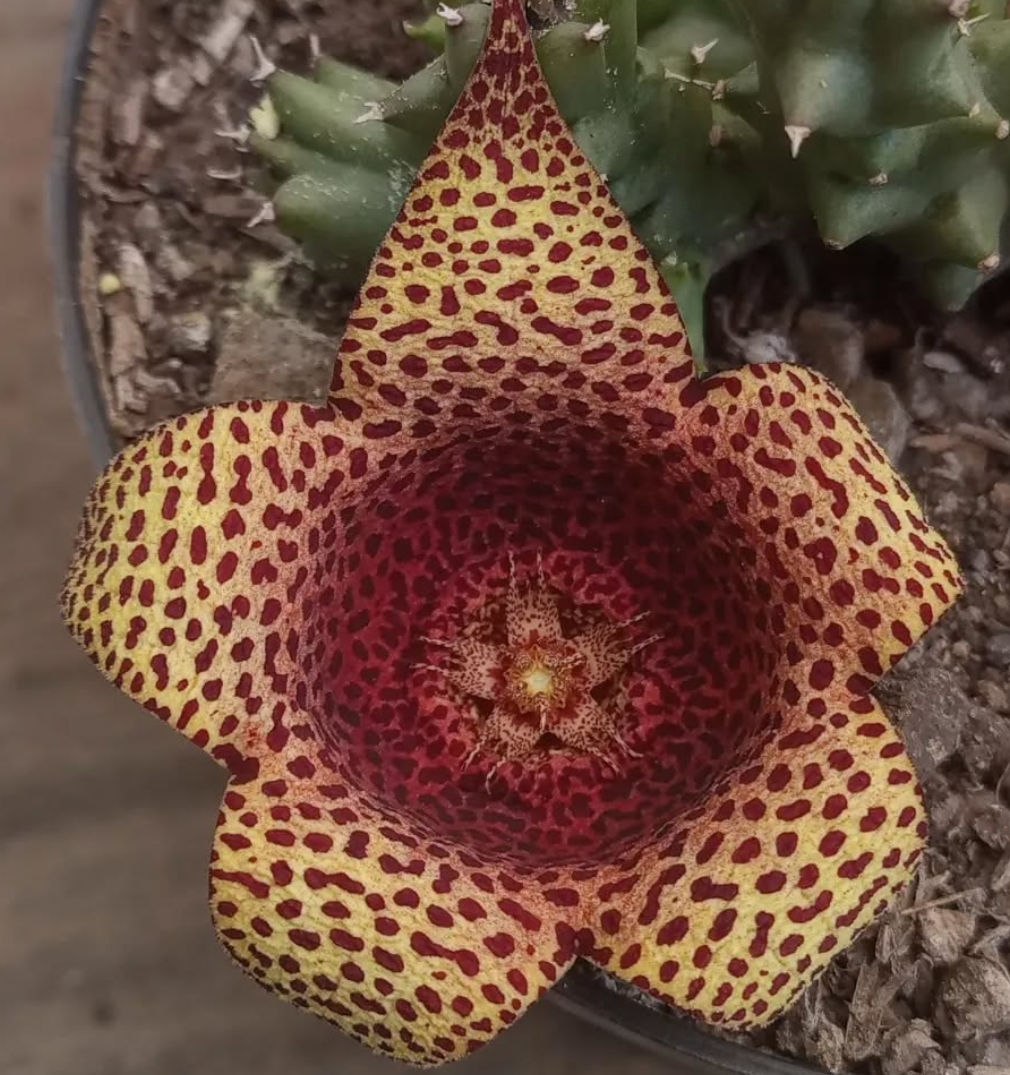 Tavarorbea 'Red Leopard' 6 Pieces Seeds