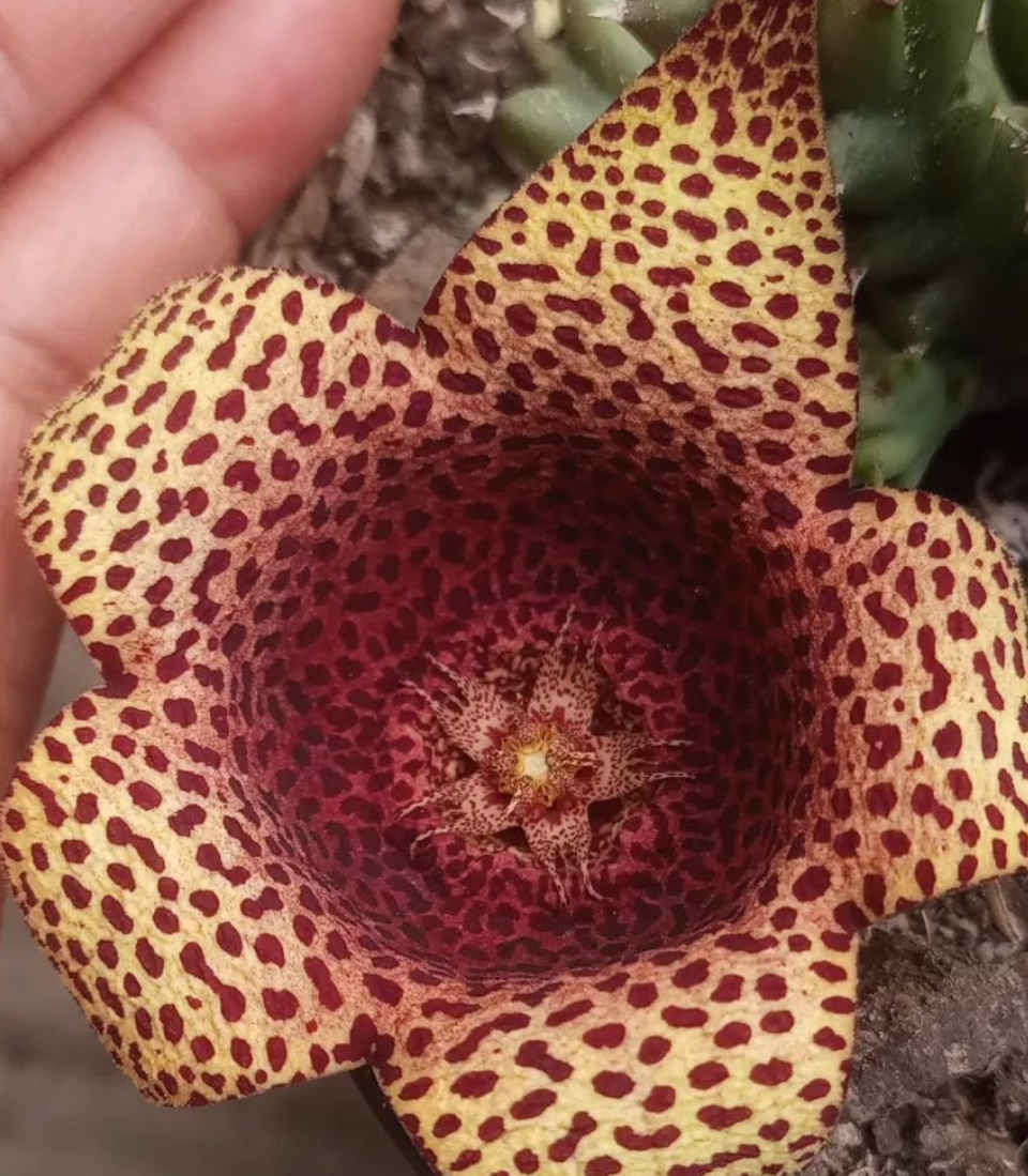 Tavarorbea 'Red Leopard' 6 Pieces Seeds