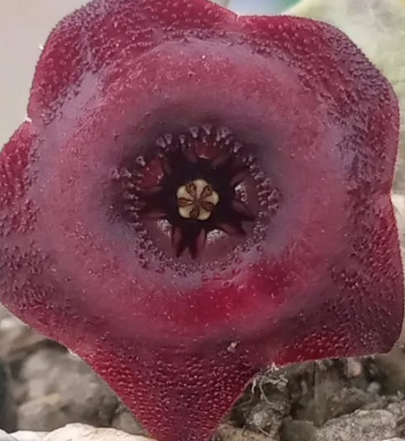 Huernia 'Dracula' 5 Pieces Seeds