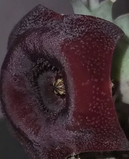 Huernia 'Dracula' 5 Pieces Seeds