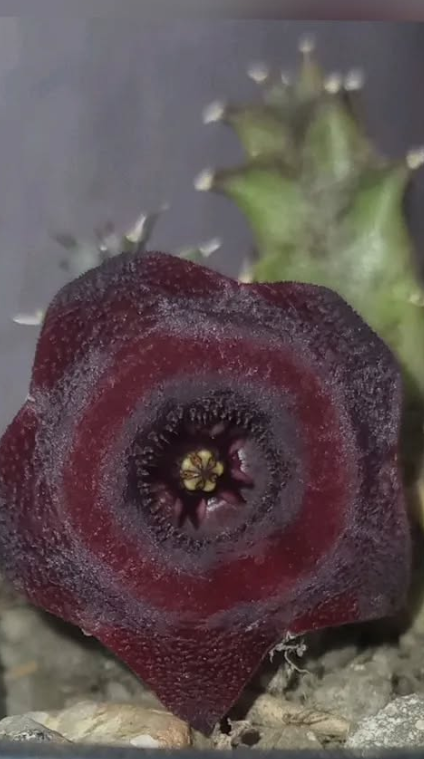 Huernia 'Dracula' 5 Pieces Seeds