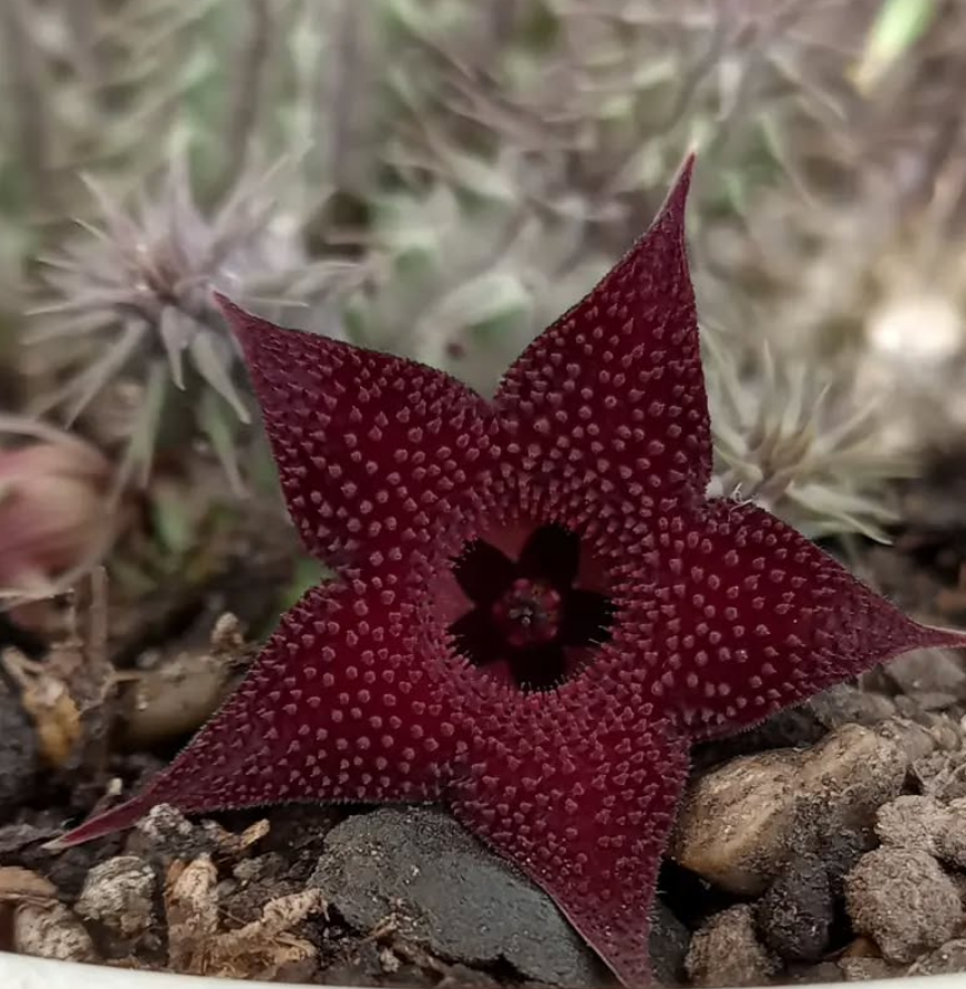 Huernia pillansii 'Mauve Sablee' 5 Pieces Seeds