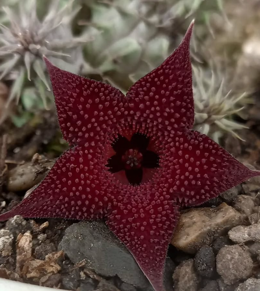 Huernia pillansii 'Mauve Sablee' 5 Pieces Seeds