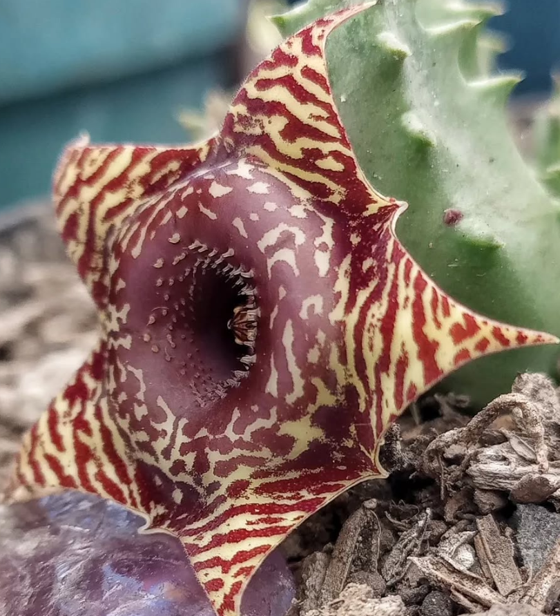 Huernia 'Safari' 5 Pieces Seeds