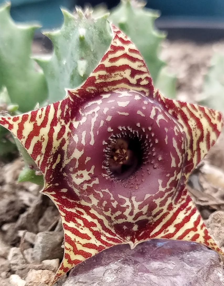 Huernia 'Safari' 5 Pieces Seeds