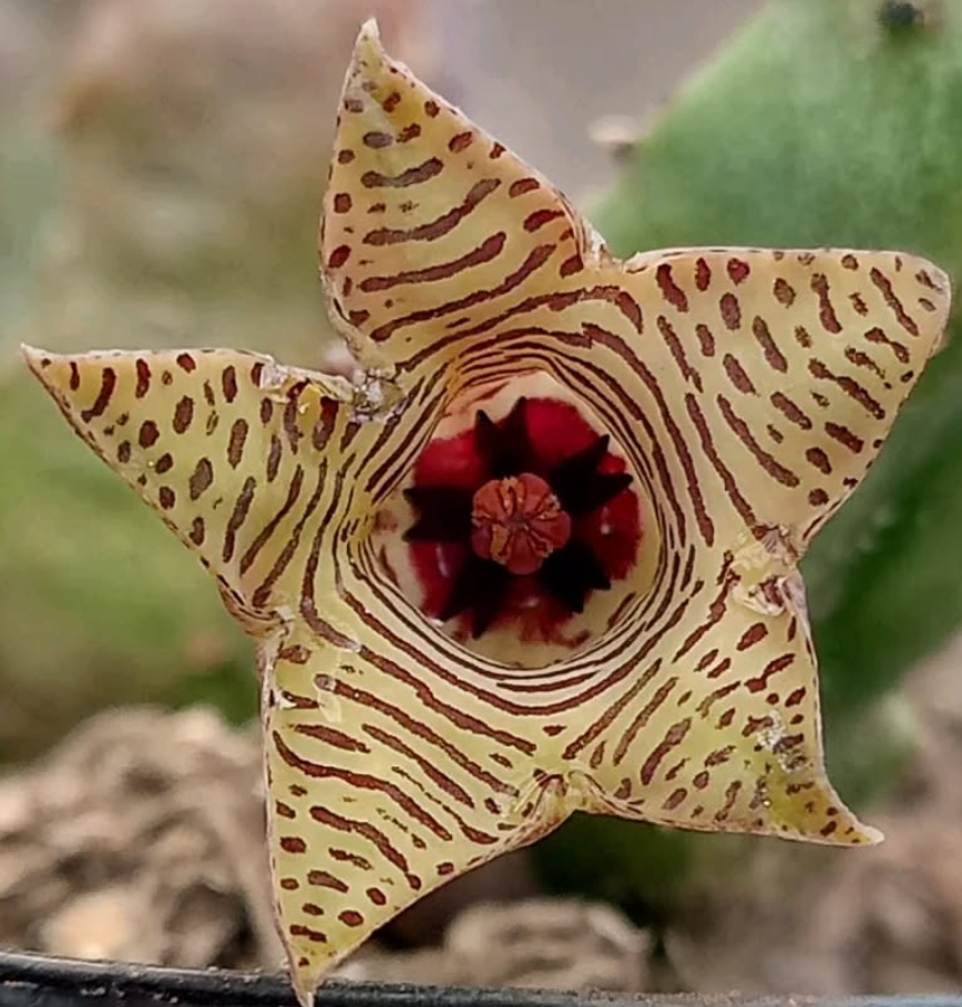 Huernia thuretii var. striata 5 Pieces Seeds