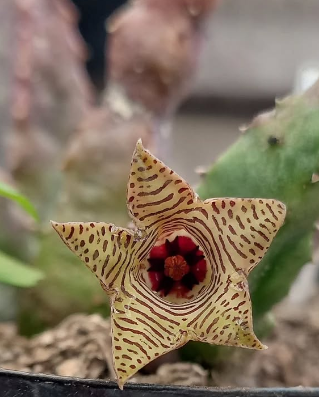 Huernia thuretii var. striata 5 Pieces Seeds