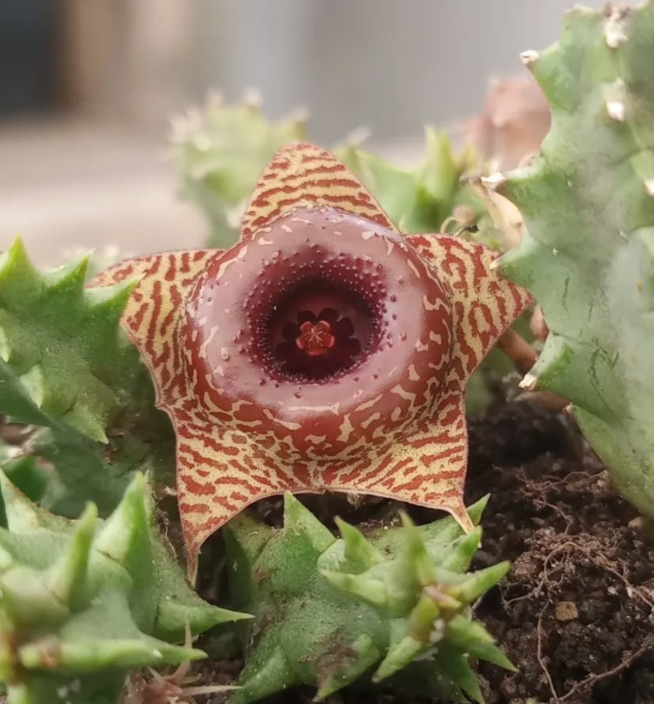 Huernia 'Confusion' 5 Pieces Seeds
