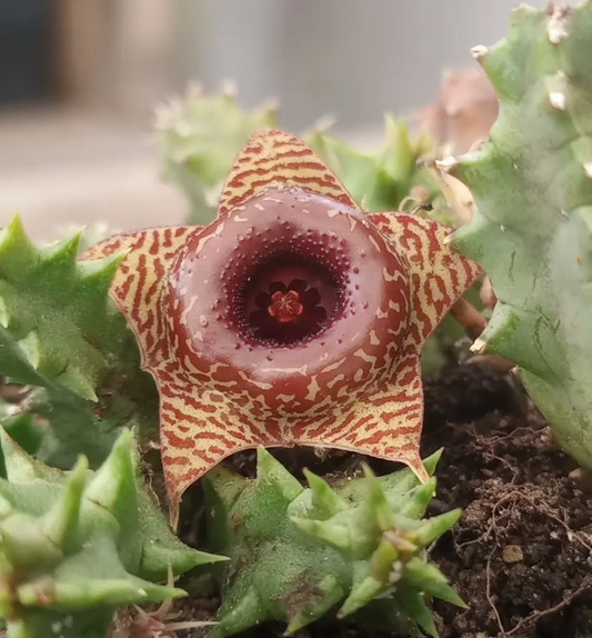 Huernia 'Confusion' 5 Pieces Seeds