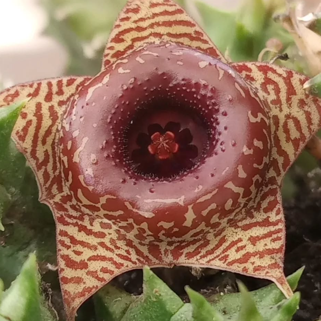 Huernia 'Confusion' 5 Pieces Seeds