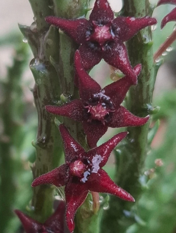 Orbea Subterranea 5 Pieces Seeds