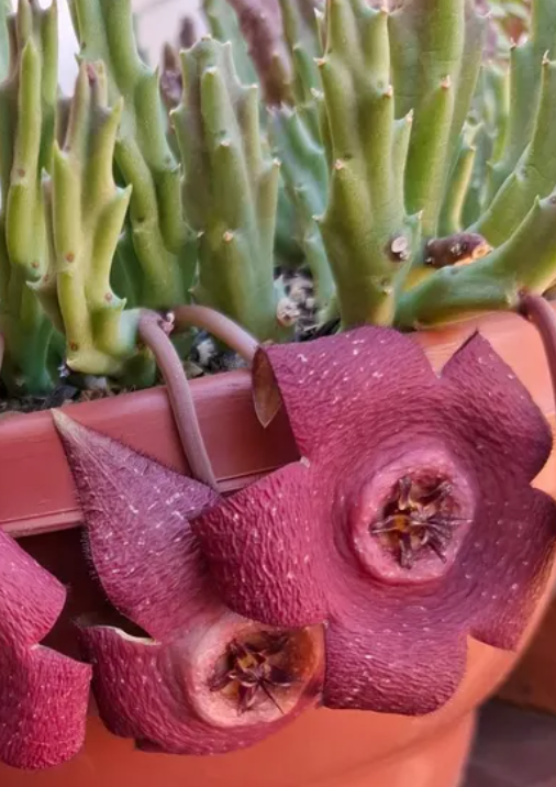 Stapelia Berlinensis 5 Pieces Seeds