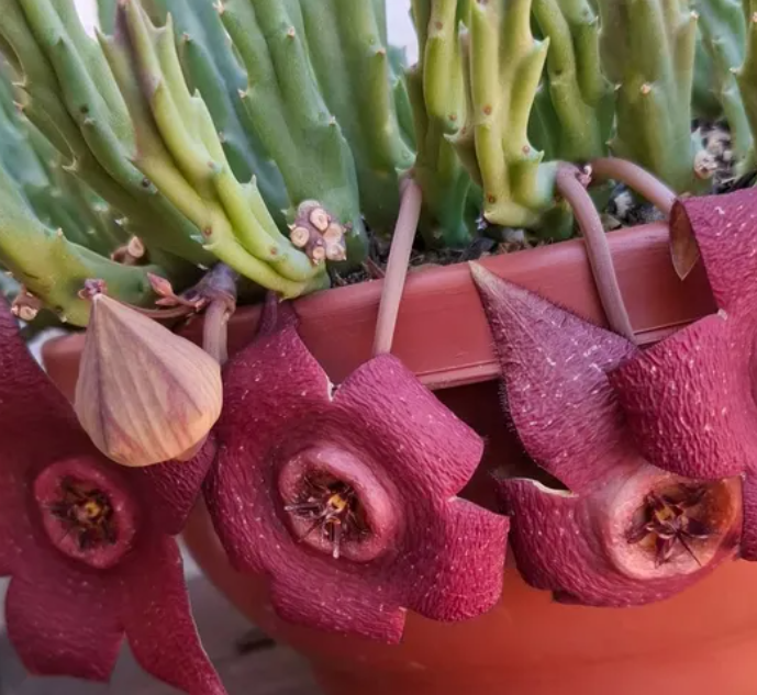 Stapelia Berlinensis 5 Pieces Seeds