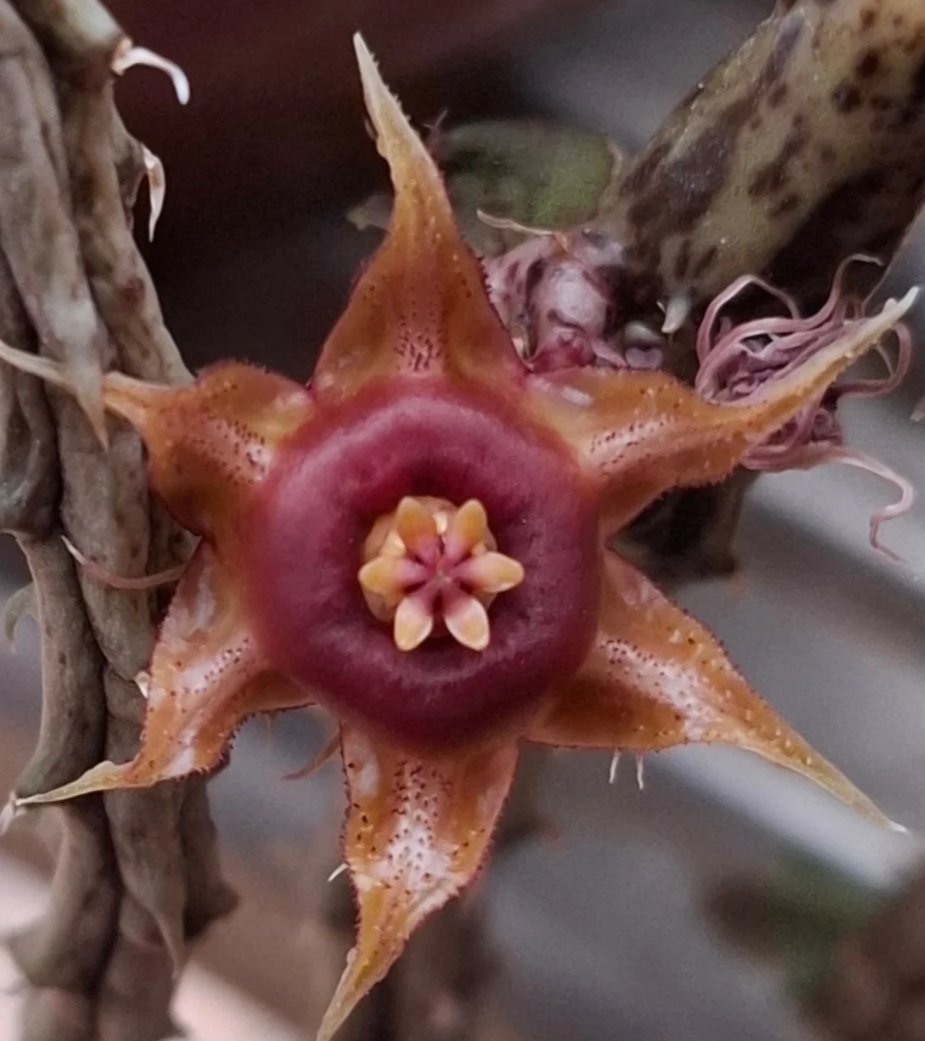 Huernia Andreana 5 Pieces Seeds