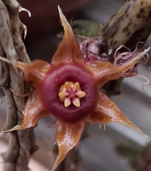 Huernia Andreana 5 Pieces Seeds