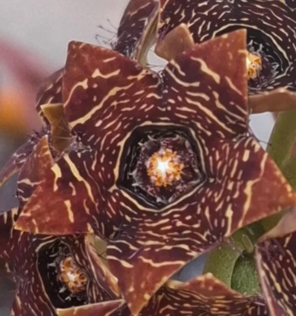 Caralluma Crenulata Black 5 Pieces Seeds