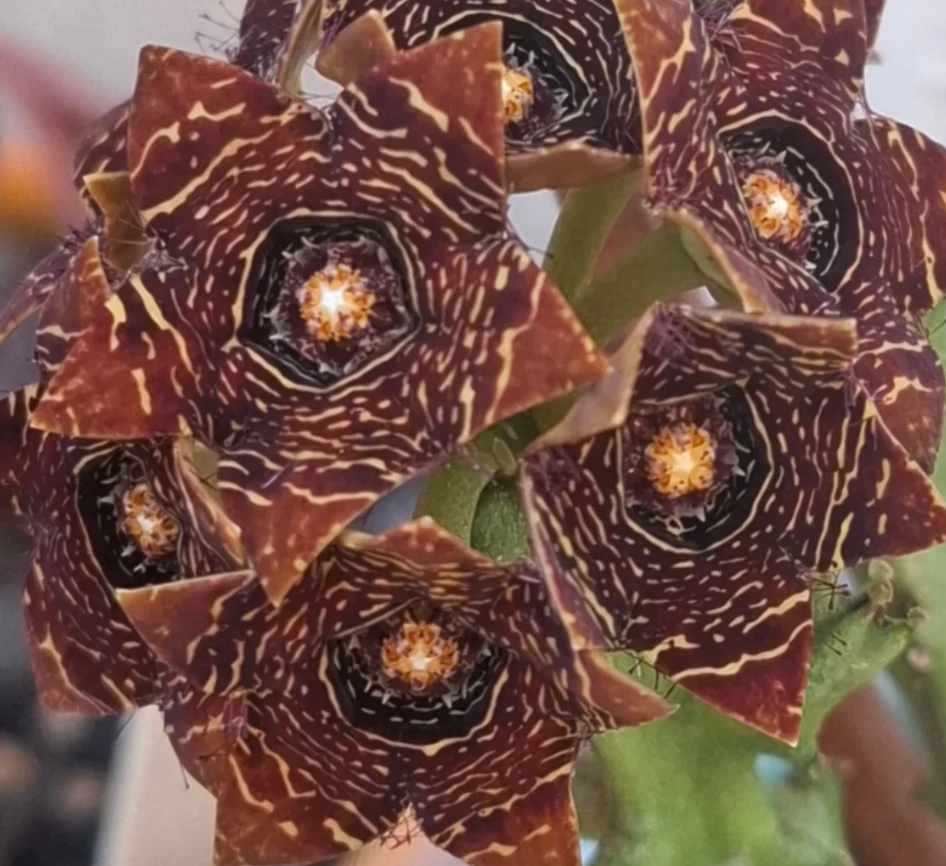 Caralluma Crenulata Black 5 Pieces Seeds