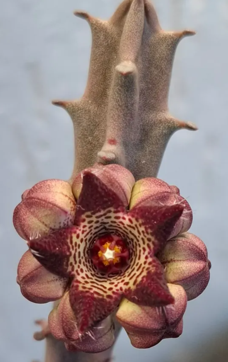 Caralluma joannis 6 Pieces Seeds