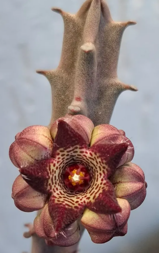 Caralluma joannis 6 Pieces Seeds