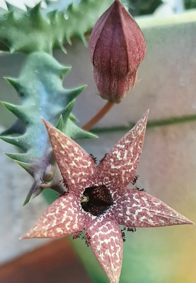 Orbea Gerstneri 5 Pieces Seeds