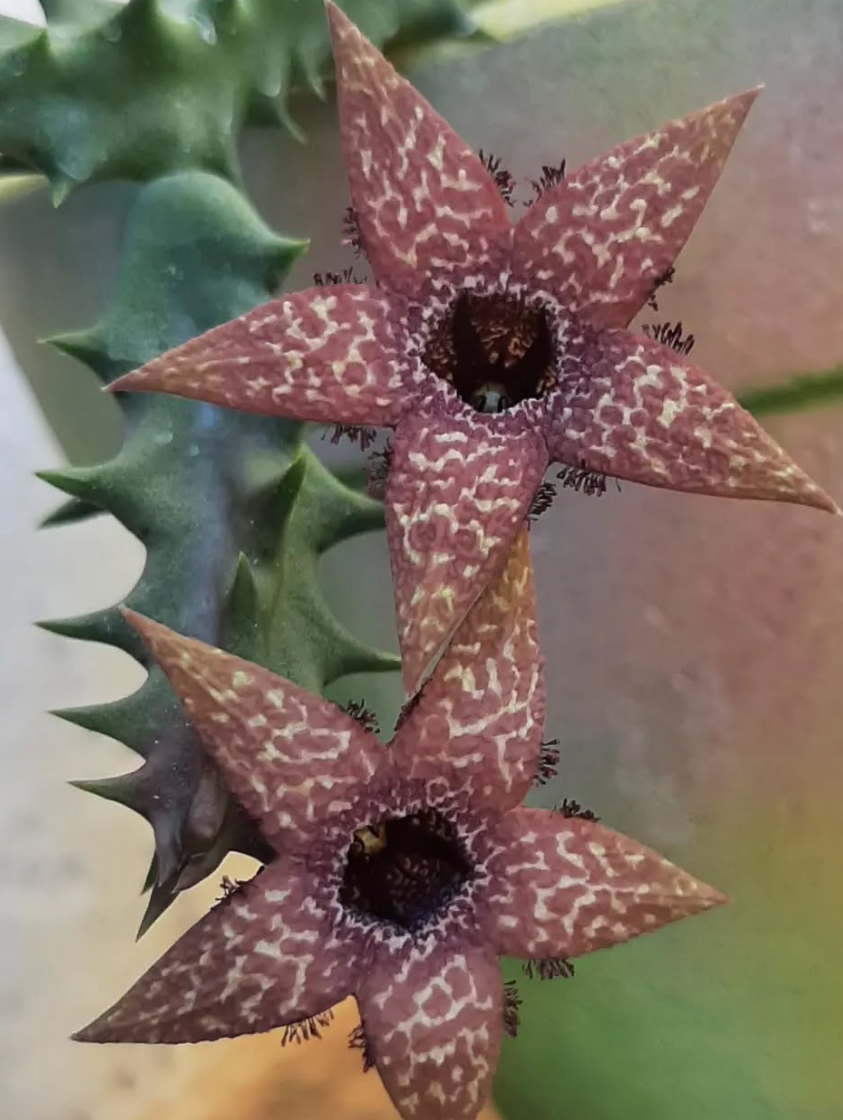 Orbea Gerstneri 5 Pieces Seeds