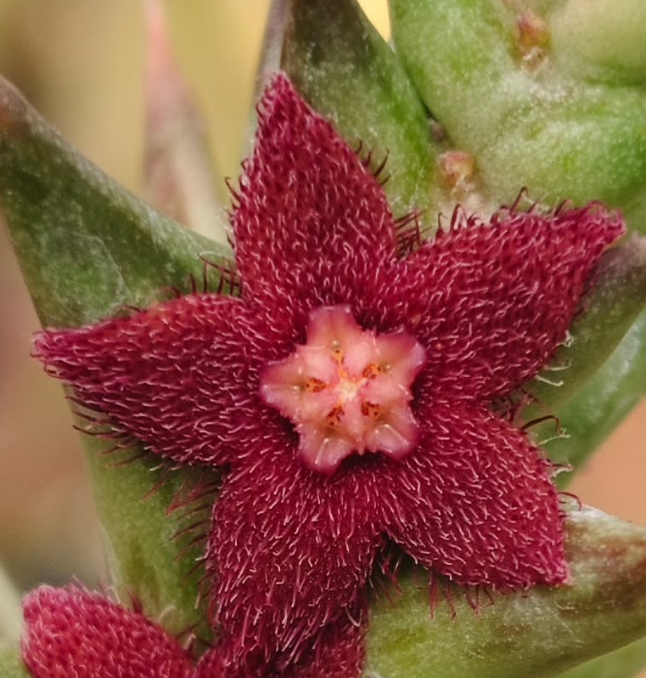 Angolluma Renewtonii 5 Pieces Seeds