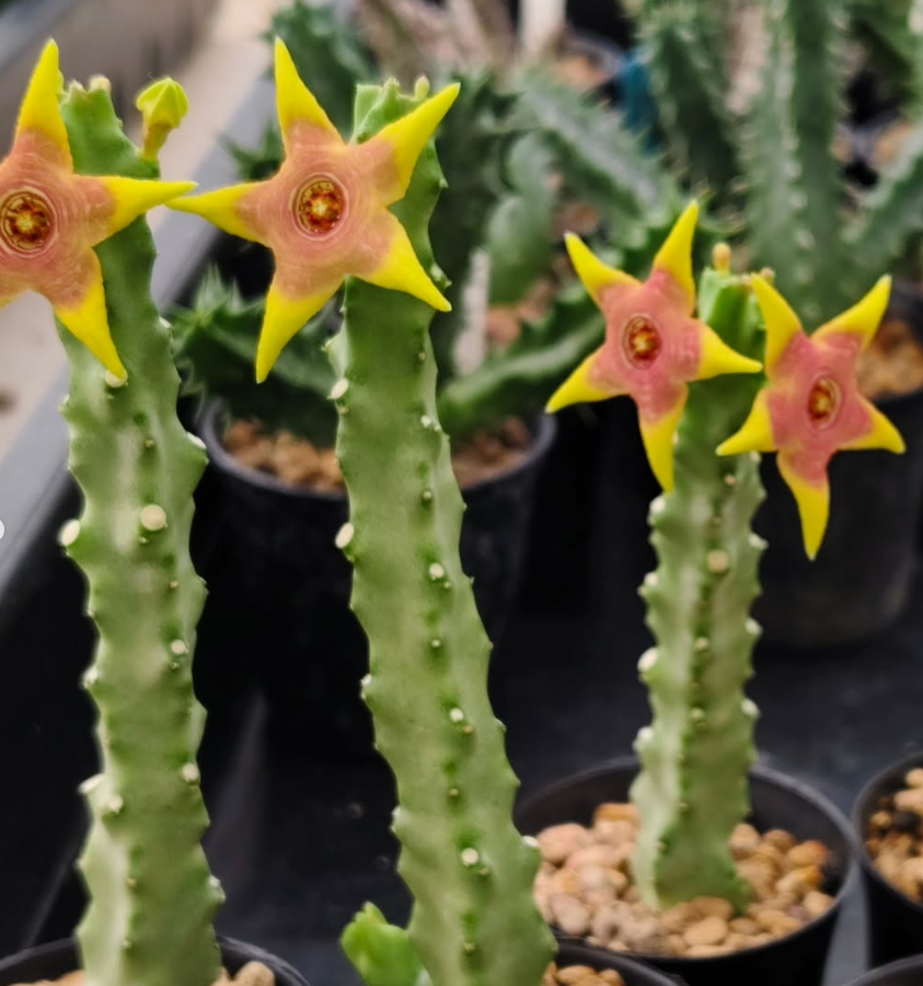 Monolluma 'Candle Flame' 5 Pieces Seeds